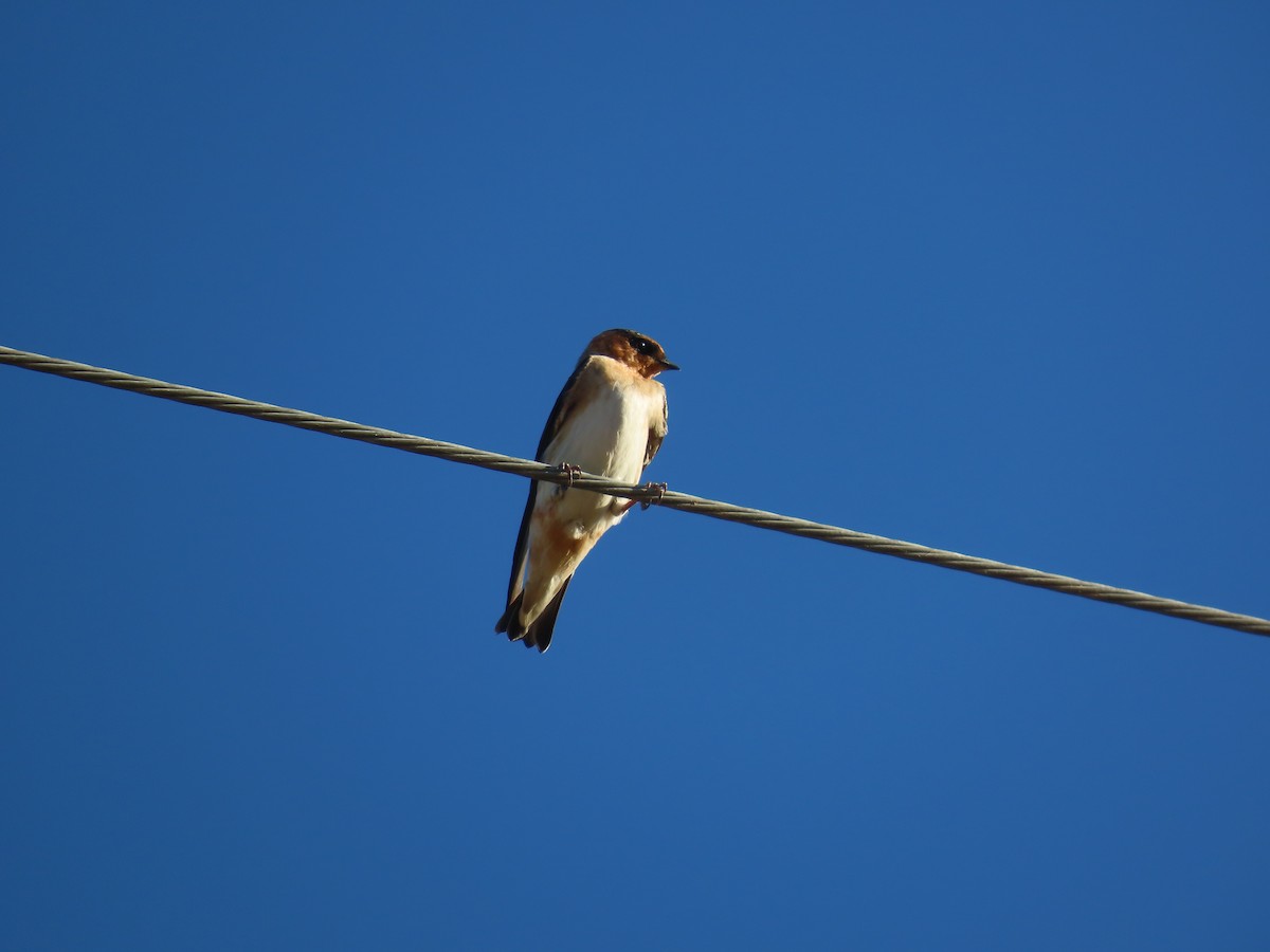 Cave Swallow - ML614196105