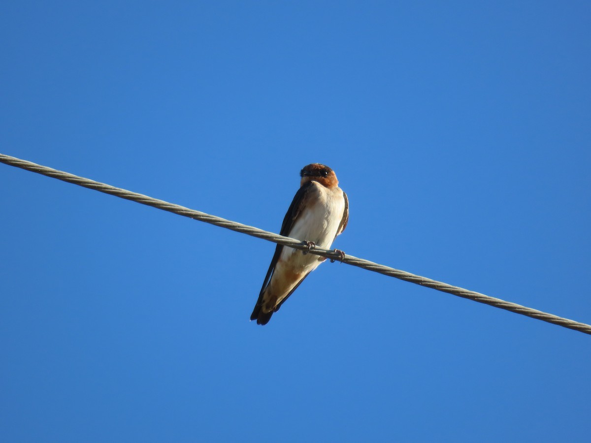 Cave Swallow - ML614196106