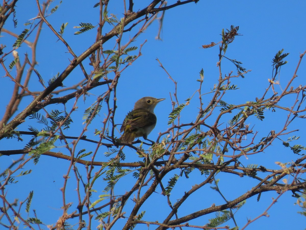 Yellow Warbler (Mangrove) - ML614196190
