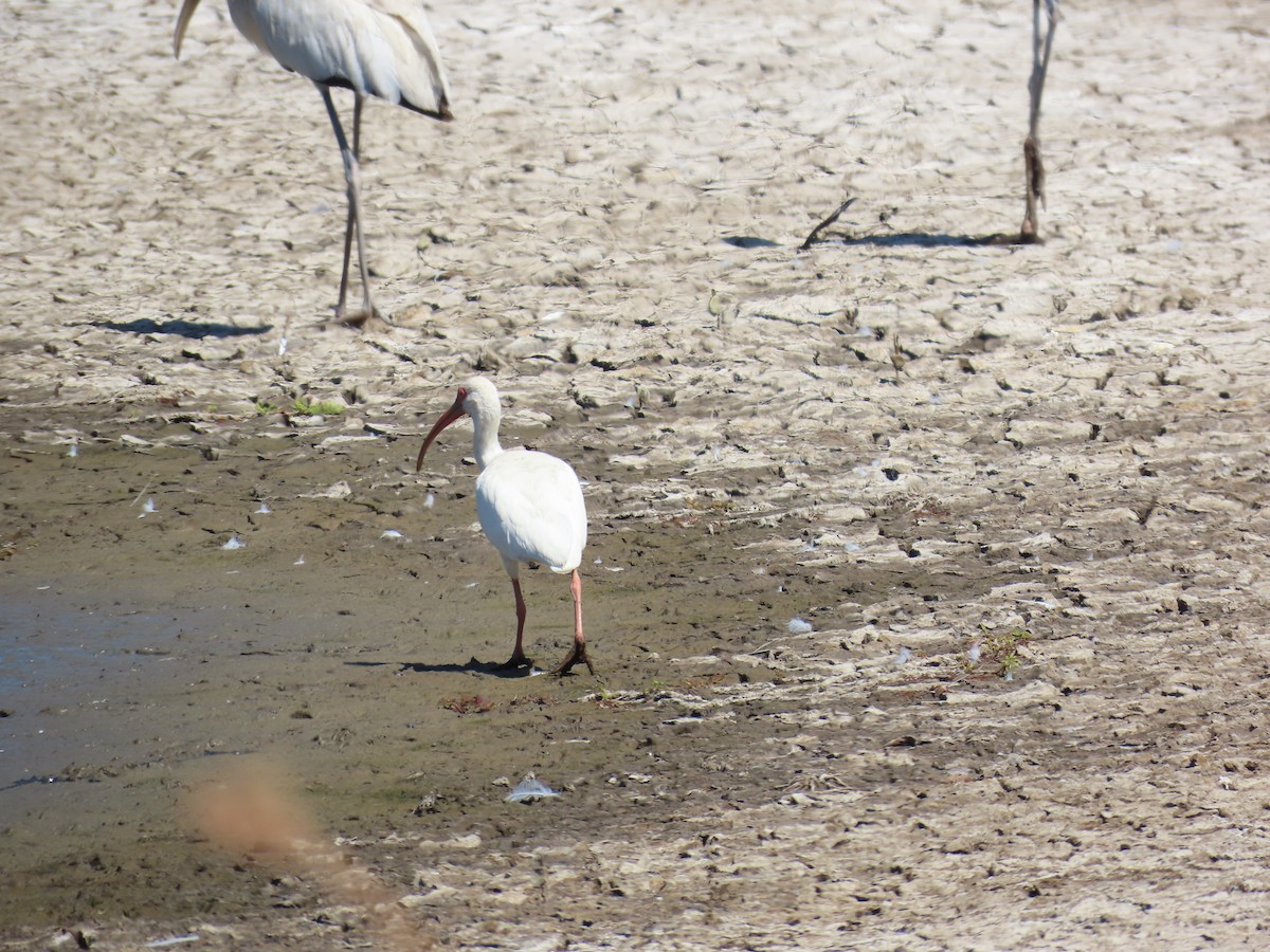 ibis bílý - ML614196461
