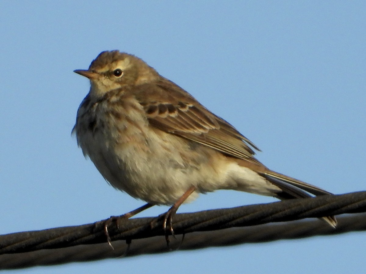 Water Pipit - ML614196524