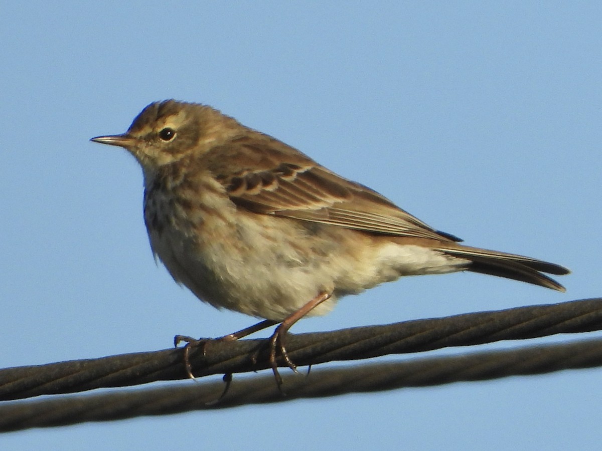 Water Pipit - ML614196525