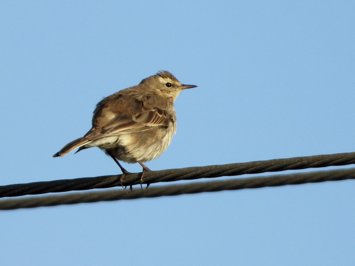 Water Pipit - ML614196527