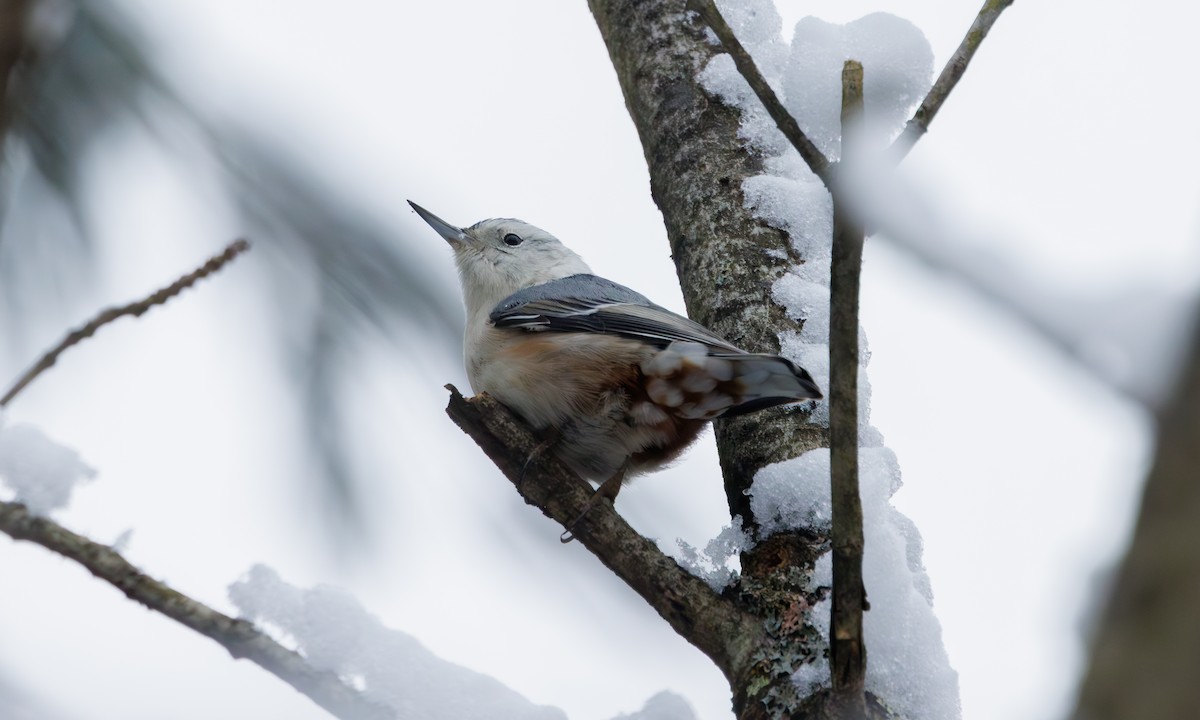 White-breasted Nuthatch (Eastern) - ML614197101