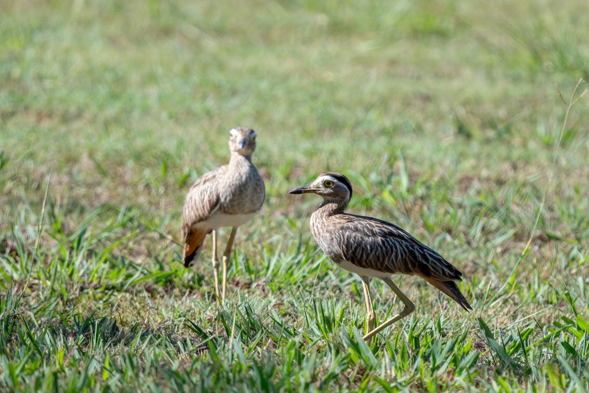 Double-striped Thick-knee - ML614197120