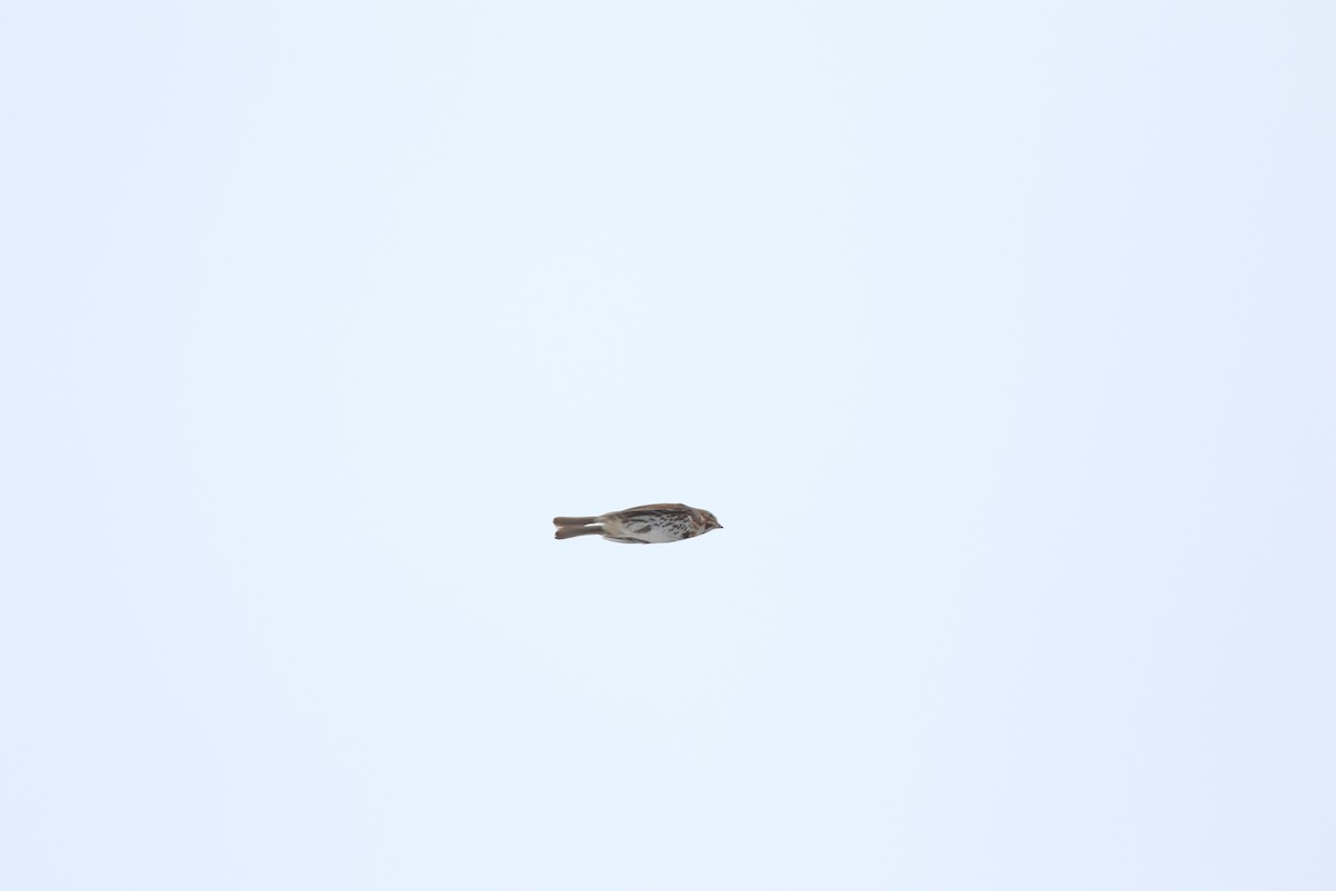 Fox Sparrow - ML614197451