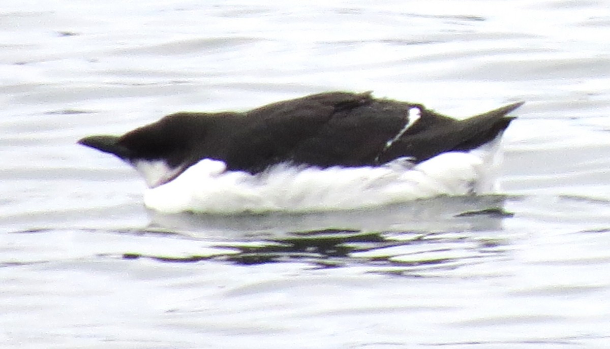 Thick-billed Murre - ML614197520