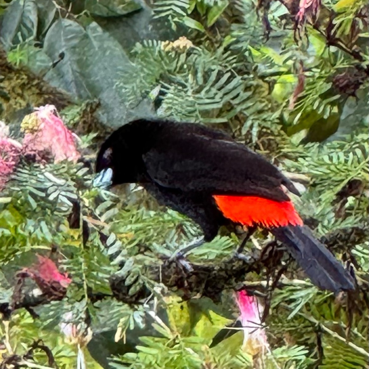 Scarlet-rumped Tanager - ML614197530