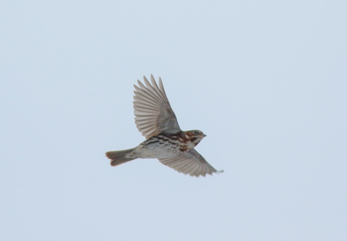 Fox Sparrow - ML614197588