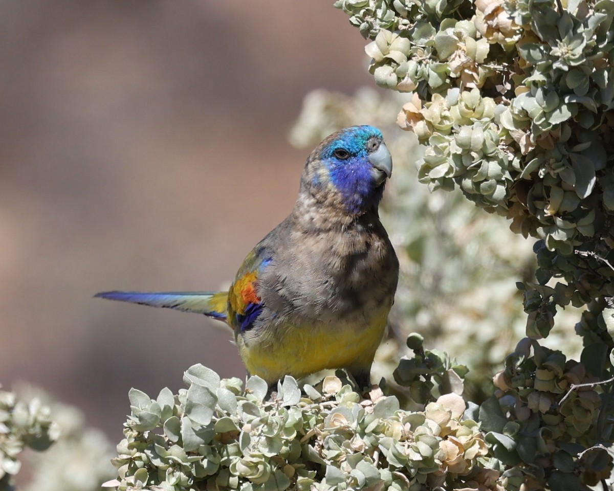 Naretha Mavi Yüzlü Papağanı - ML614197801