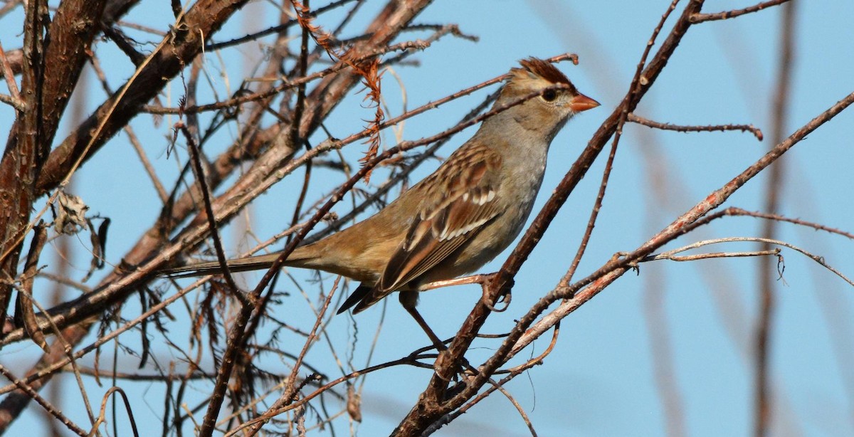 White-crowned Sparrow - ML614197915