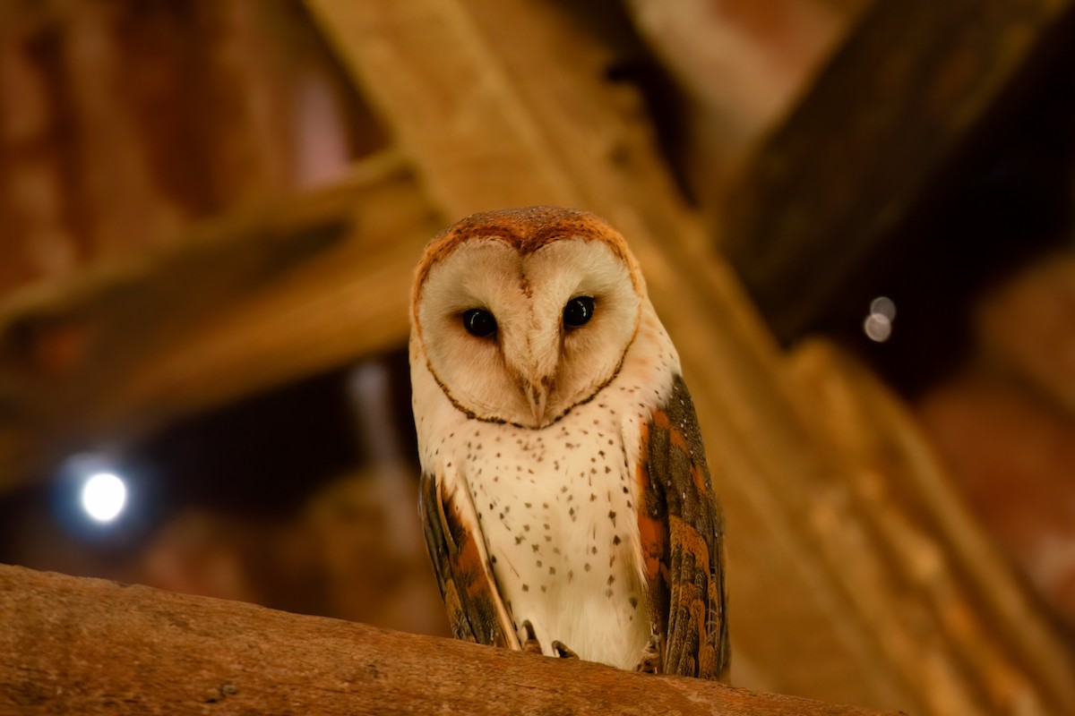 Barn Owl (African) - ML614197948