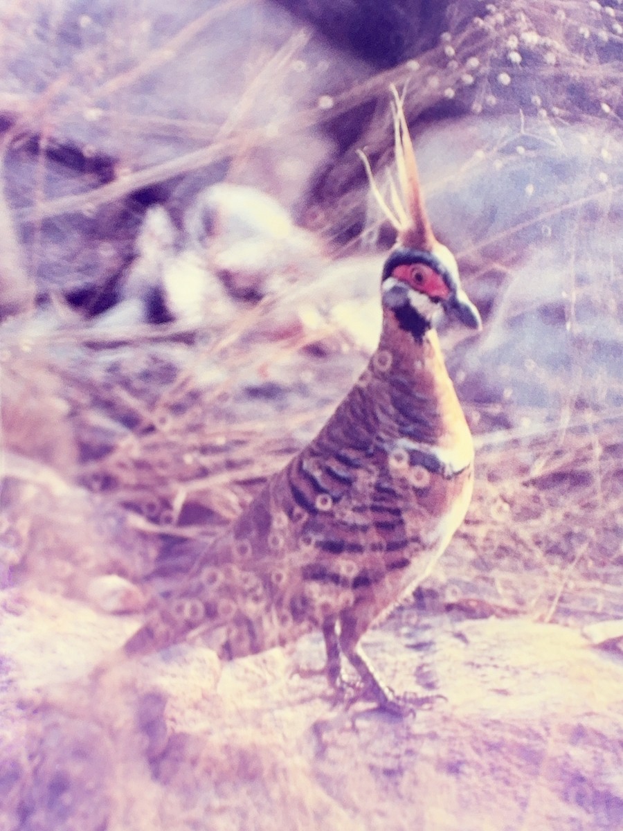 Spinifex Pigeon - ML614198033