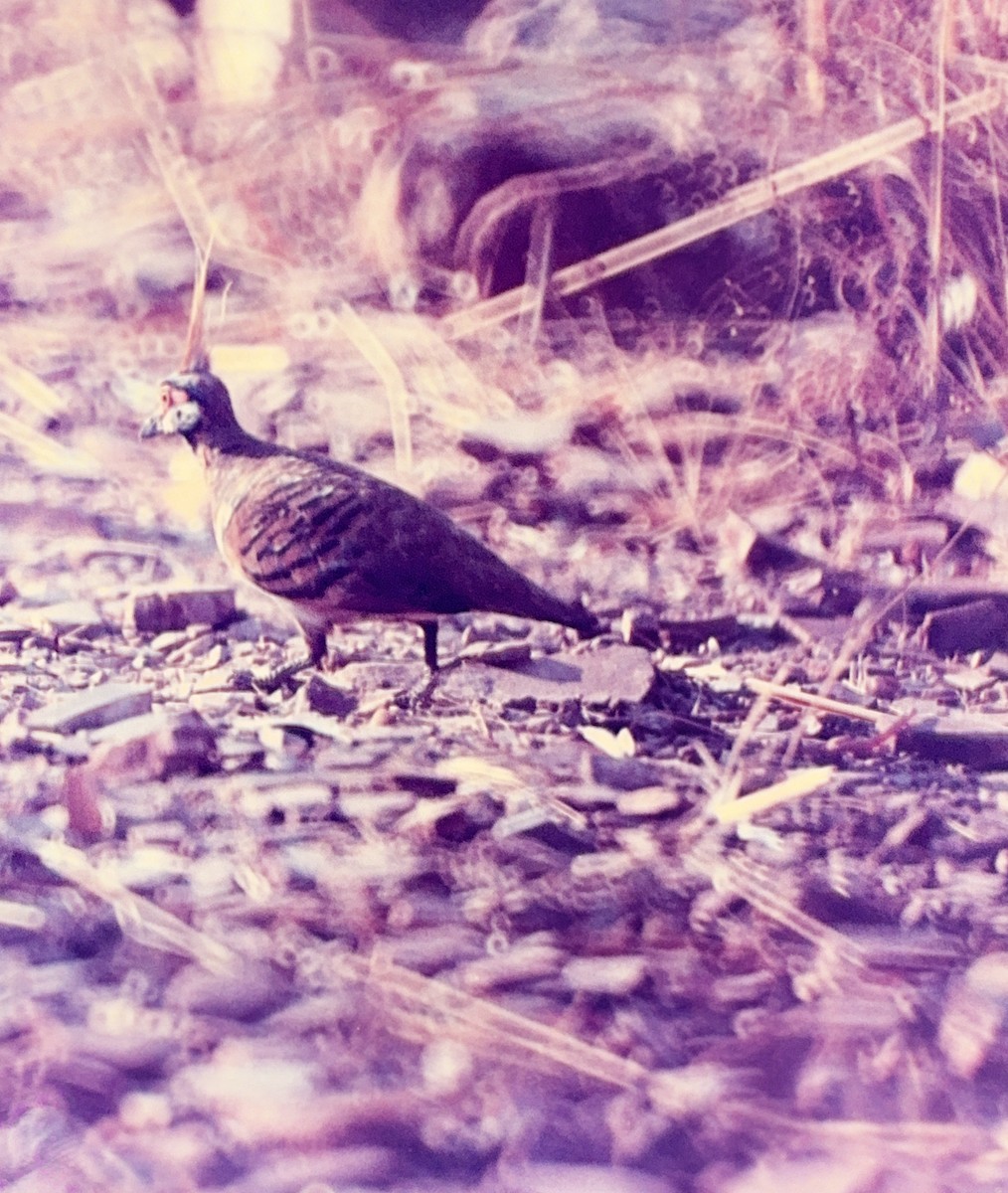 Spinifex Pigeon - ML614198034
