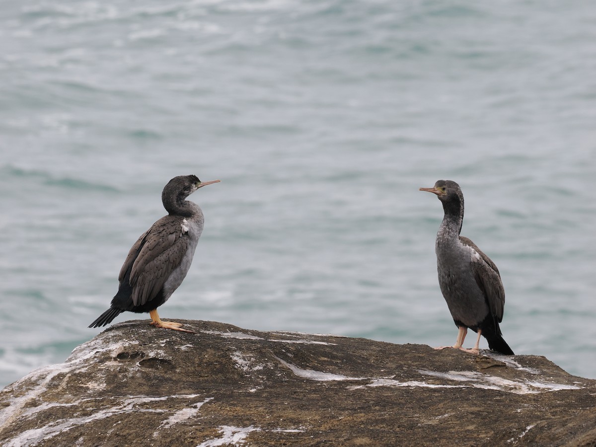 Spotted Shag - ML614198047