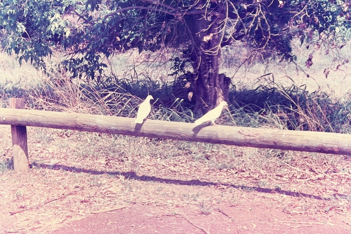 holub skalní (domácí) - ML614198114