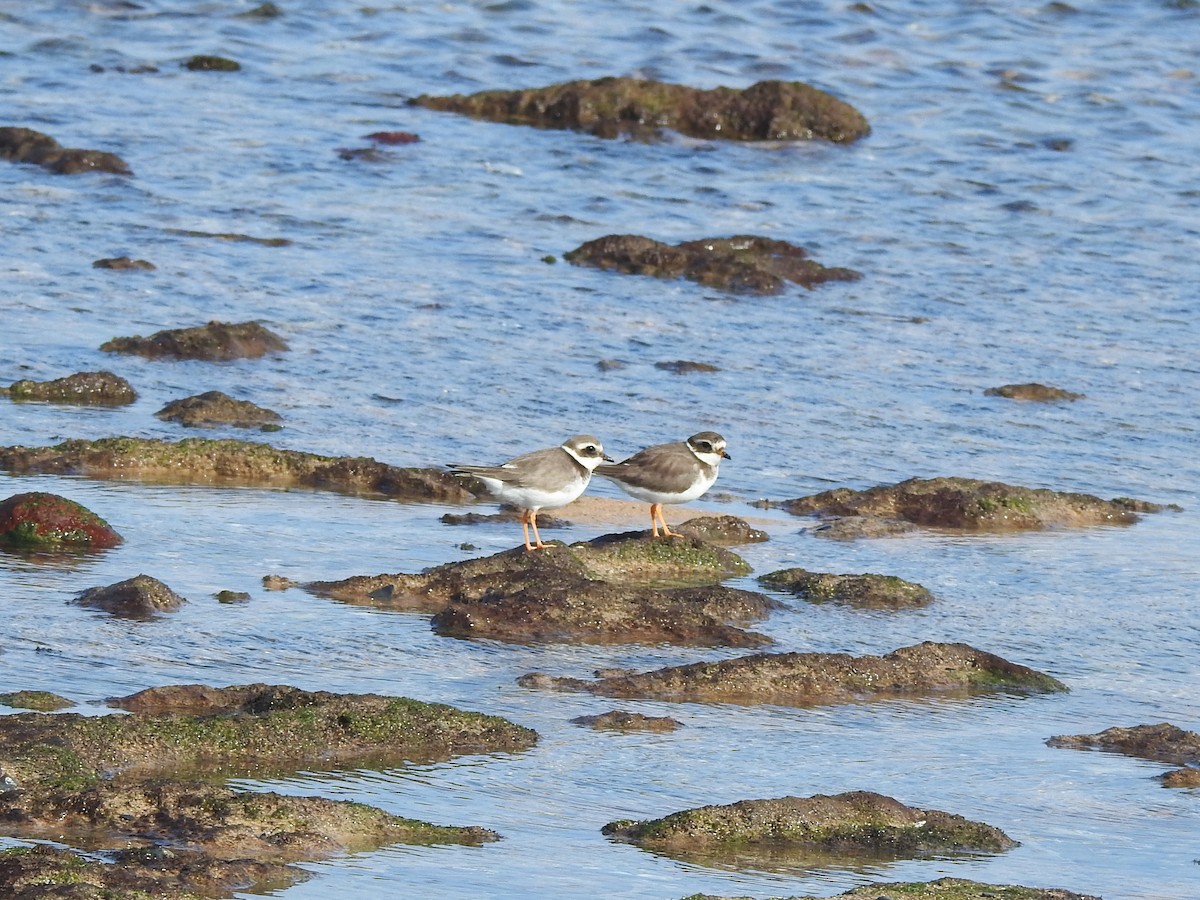 Common Ringed Plover - ML614198270