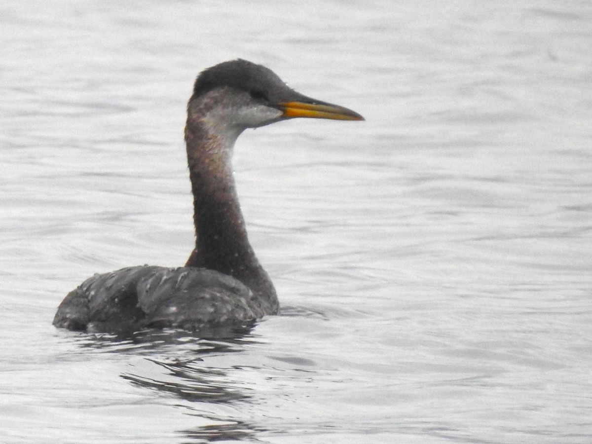 Red-necked Grebe - ML614198351