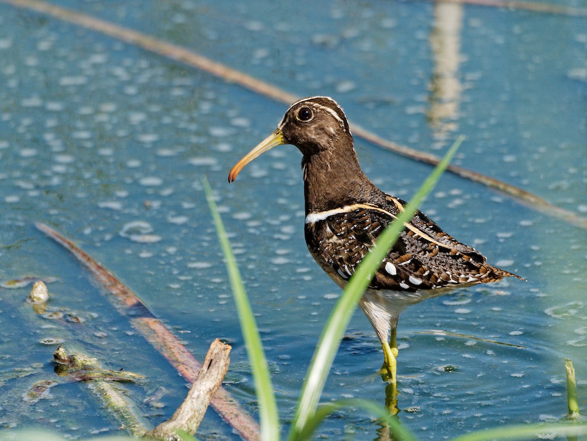 South American Painted-Snipe - ML614198420