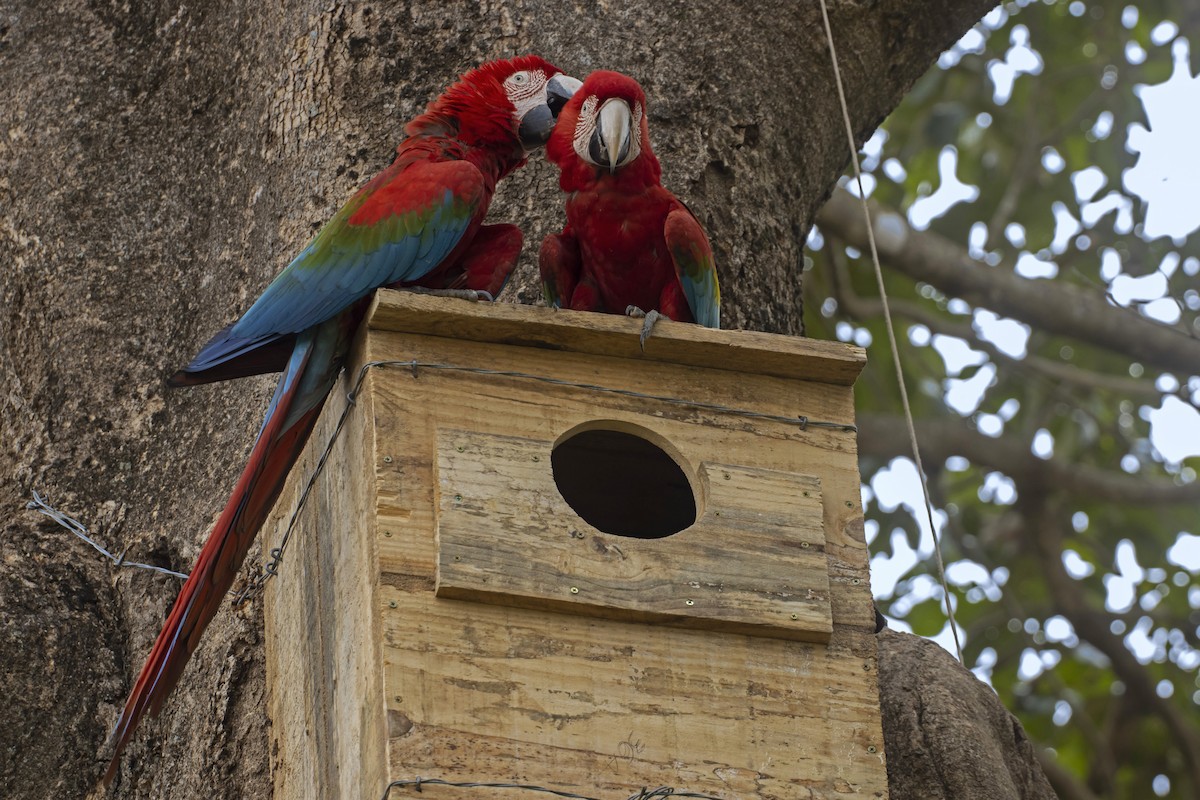 Red-and-green Macaw - Antonio Rodriguez-Sinovas