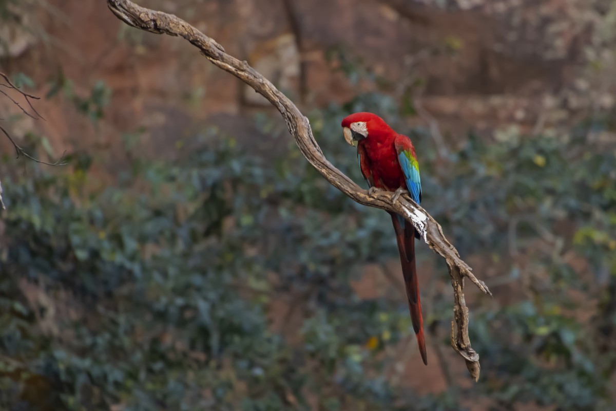 Red-and-green Macaw - Antonio Rodriguez-Sinovas