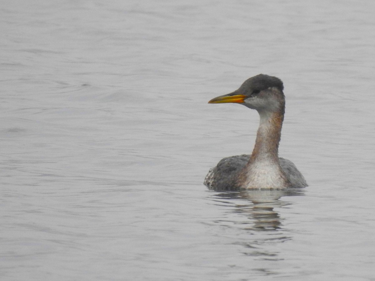 Red-necked Grebe - ML614199101