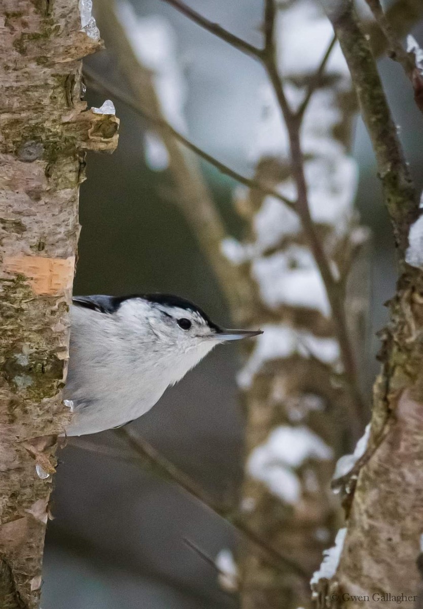White-breasted Nuthatch (Eastern) - ML614199181