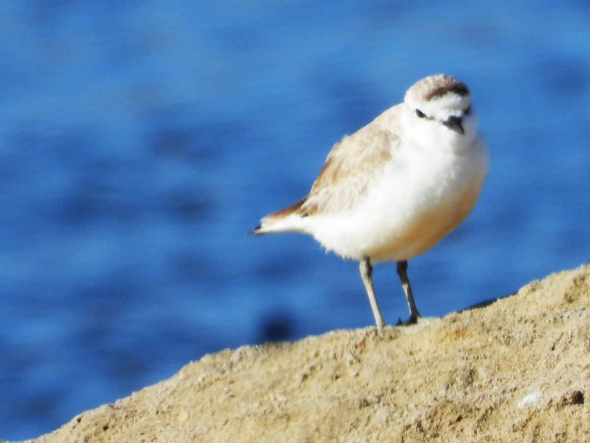 White-fronted Plover - ML614199340