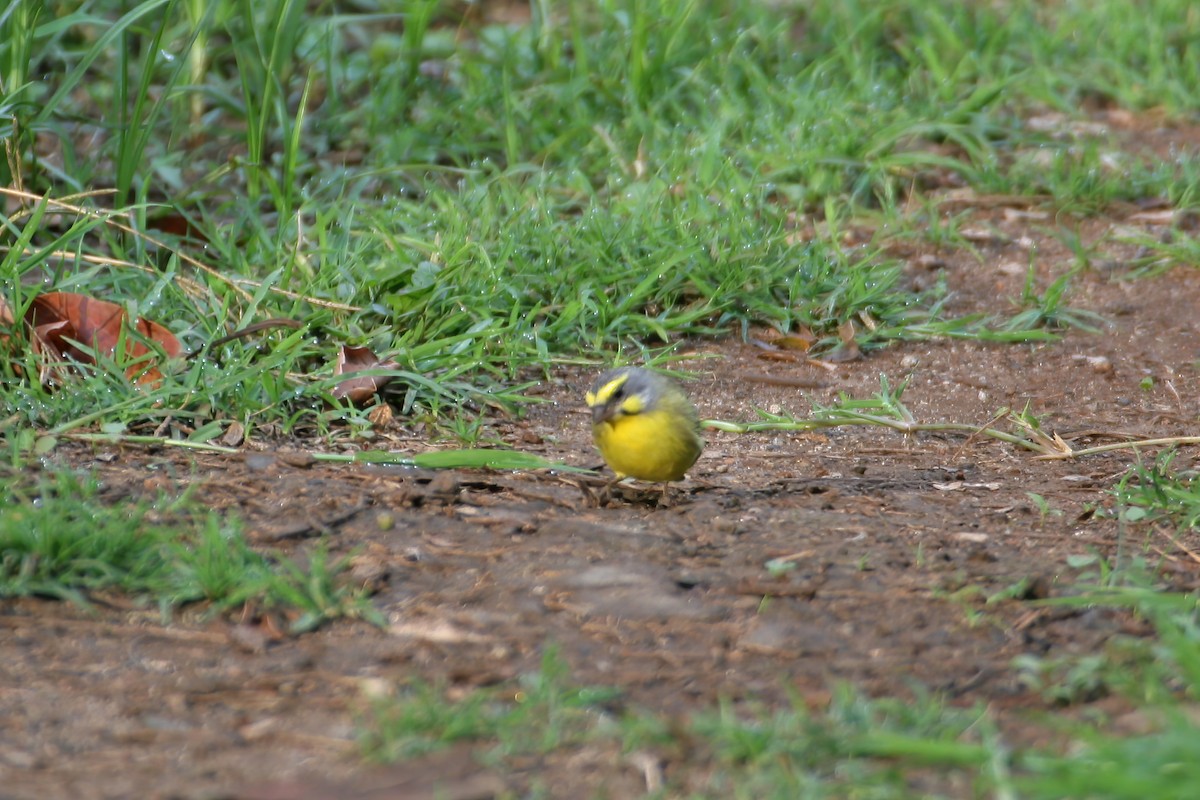 Yellow-fronted Canary - ML614199524