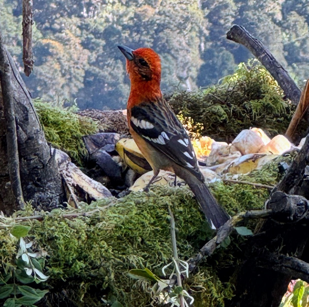 Flame-colored Tanager - ML614199656