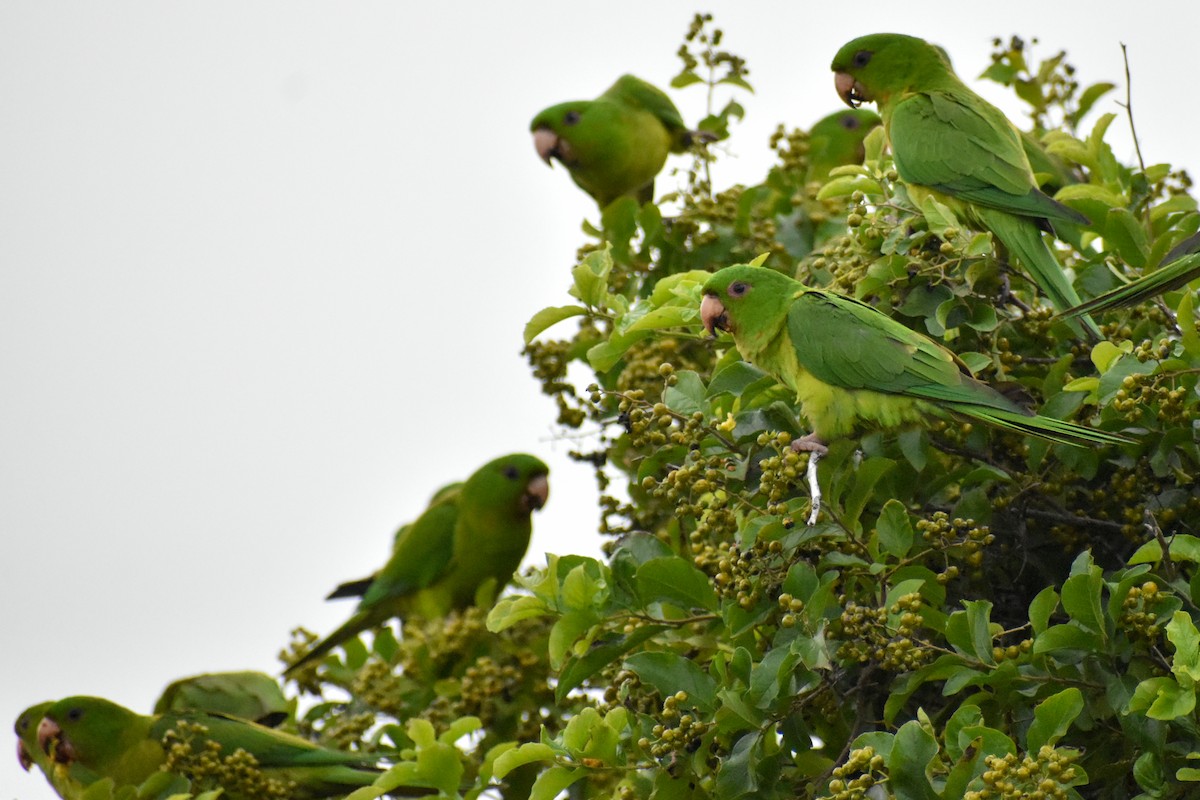 Green Parakeet (Green) - ML614199738