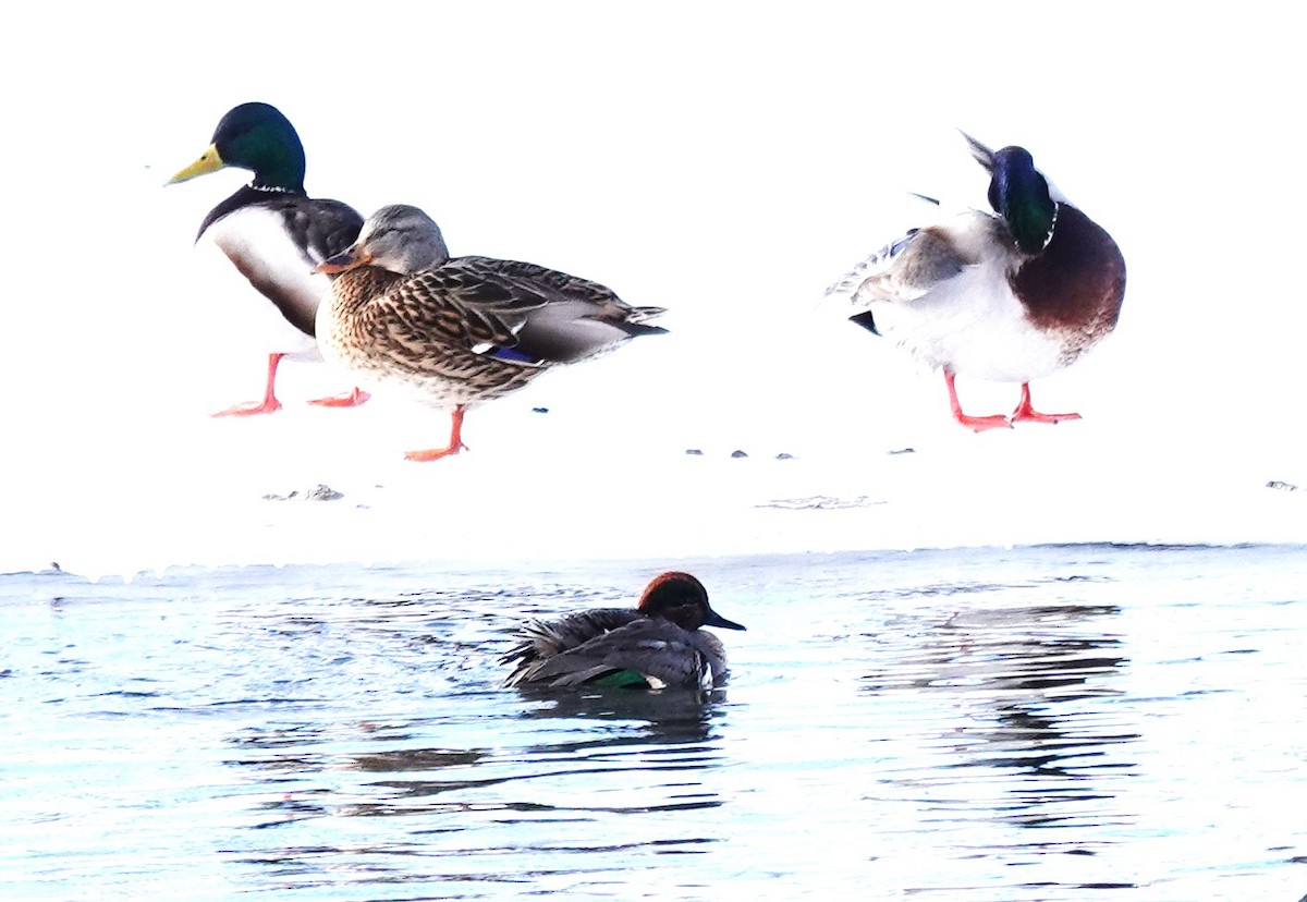 EBird Canada Checklist 30 Jan 2024 Calgary Douglasbank Park 21   1200