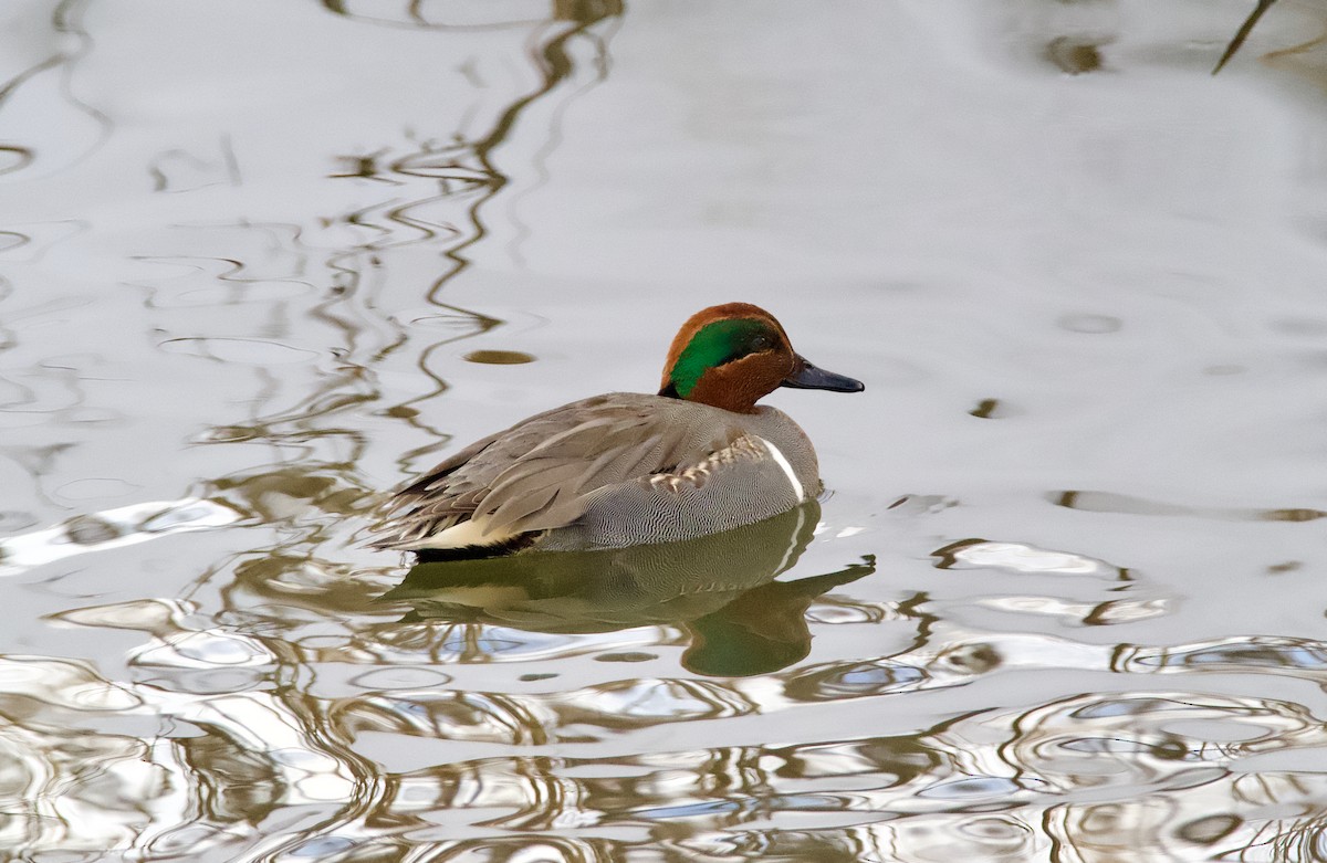 Green-winged Teal - ML614200162