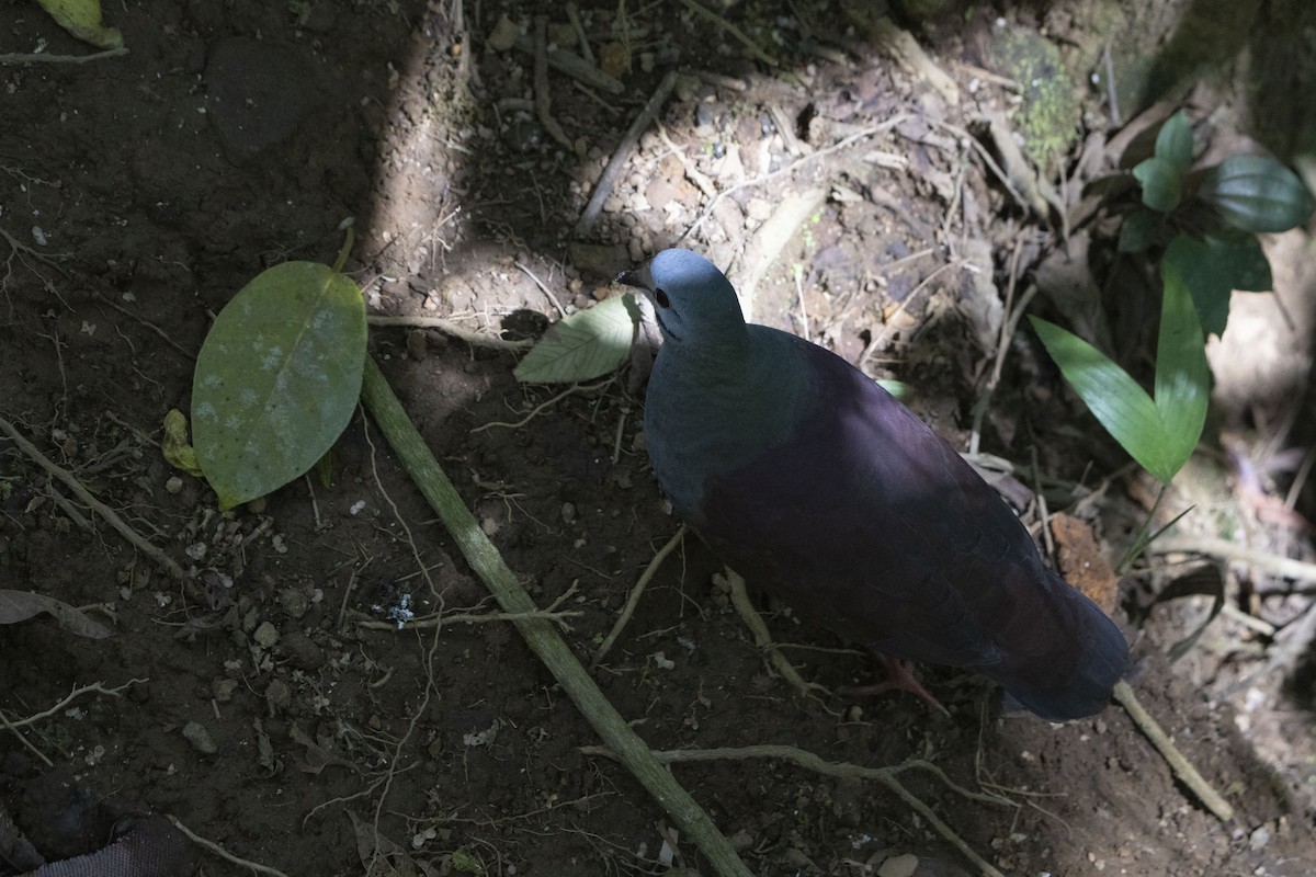 Buff-fronted Quail-Dove - ML614200193