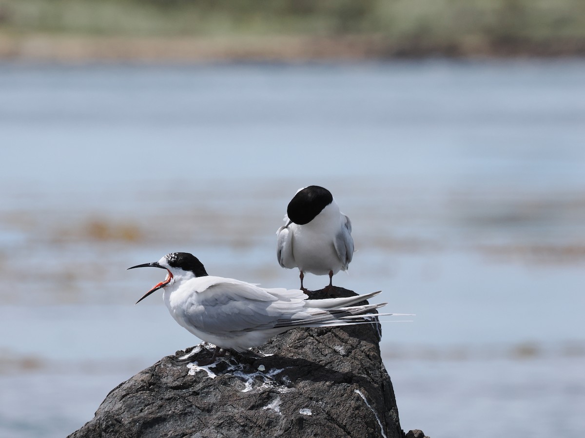 White-fronted Tern - ML614200283