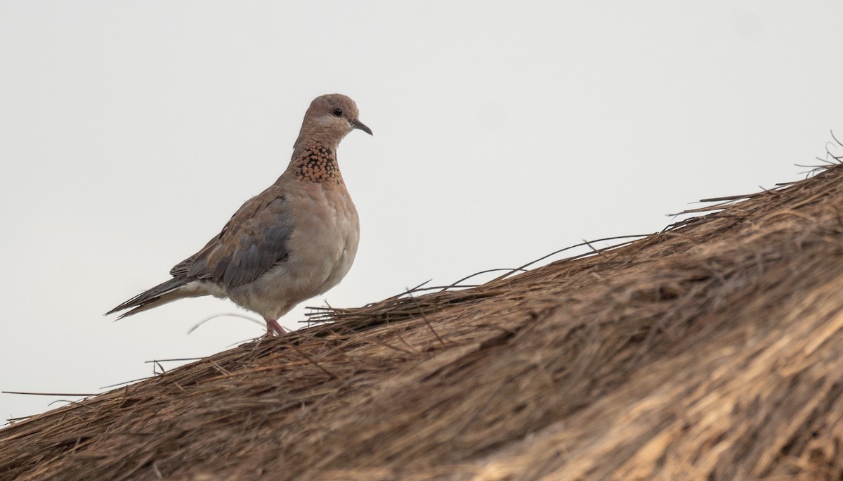 Laughing Dove - ML614200421