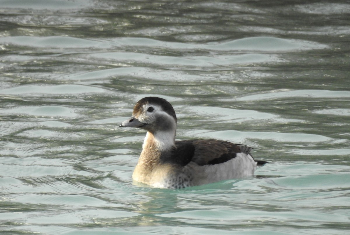 Long-tailed Duck - ML614200581