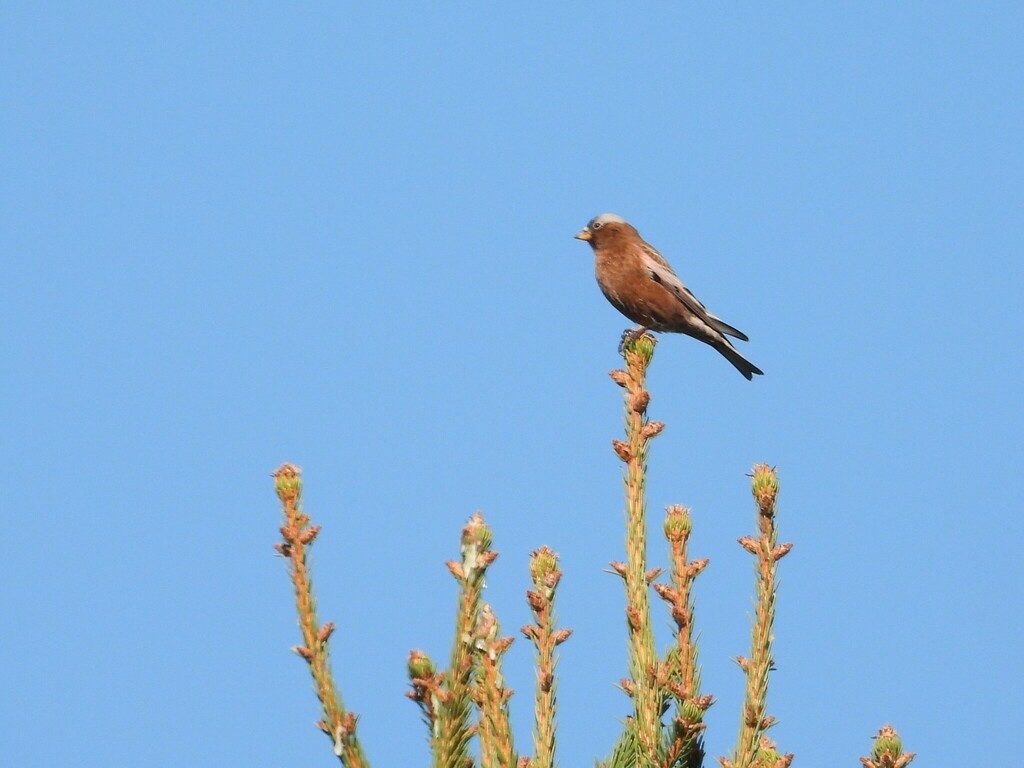 Gray-crowned Rosy-Finch - ML614201045