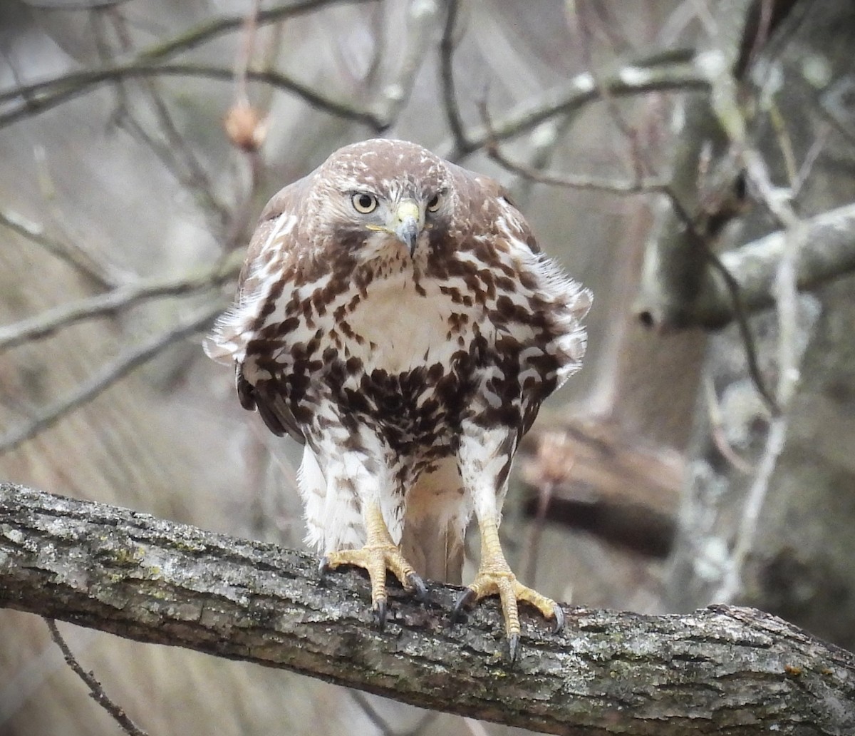 Red-tailed Hawk - ML614201166