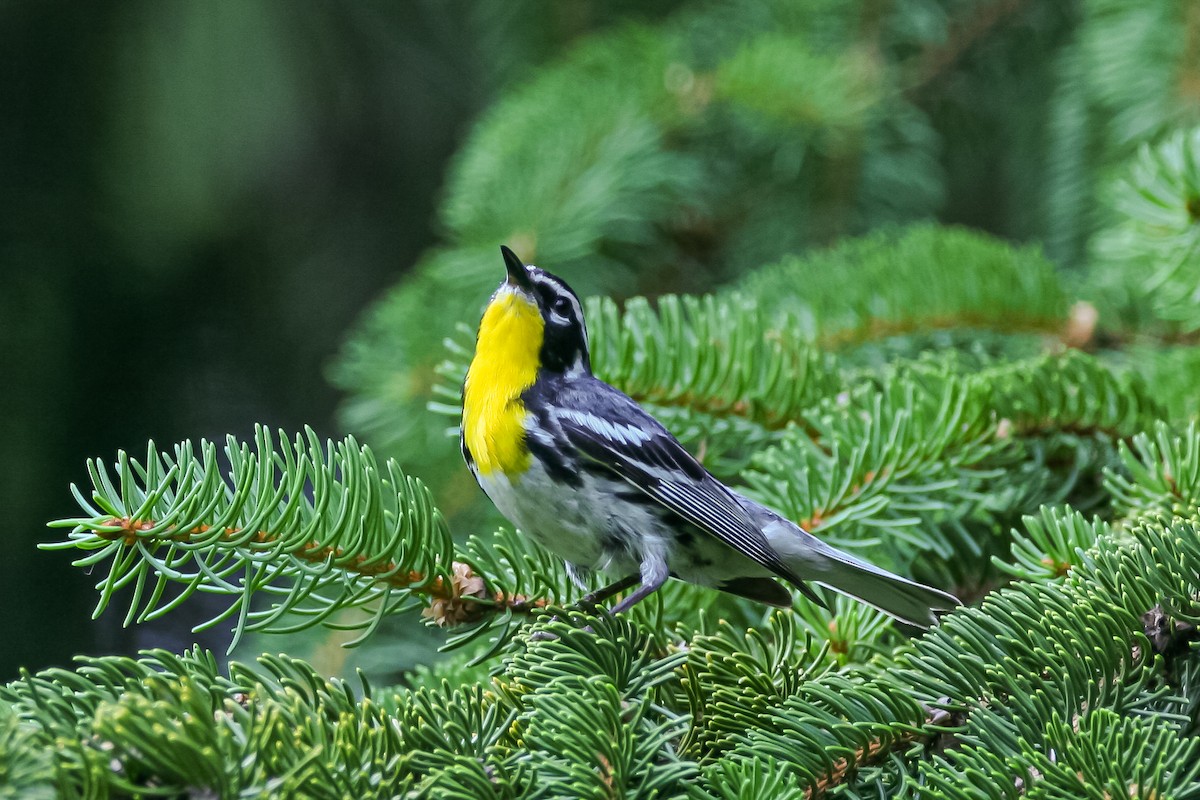 Yellow-throated Warbler - ML614201294