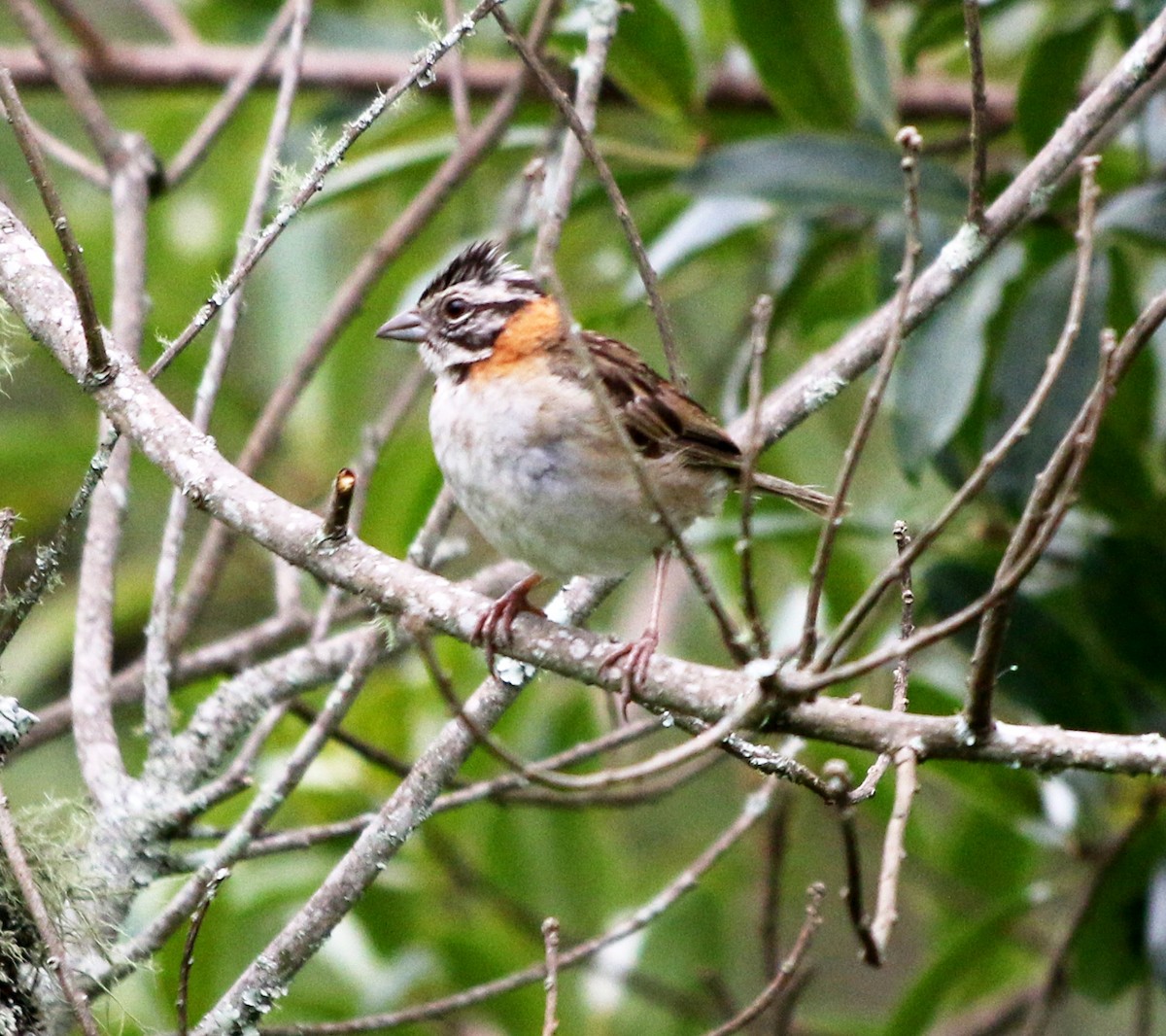 Rufous-collared Sparrow - ML614201488