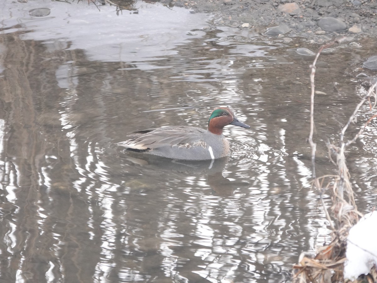 Green-winged Teal - ML614201622