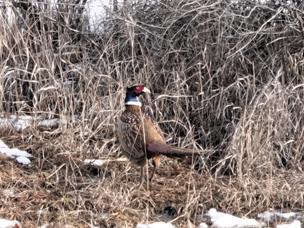 Ring-necked Pheasant - Lorrie Anderson