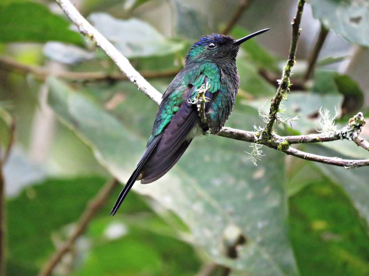 kolibřík fialovotemenný - ML614201770