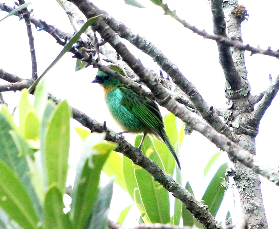 Brassy-breasted Tanager - ML614201799