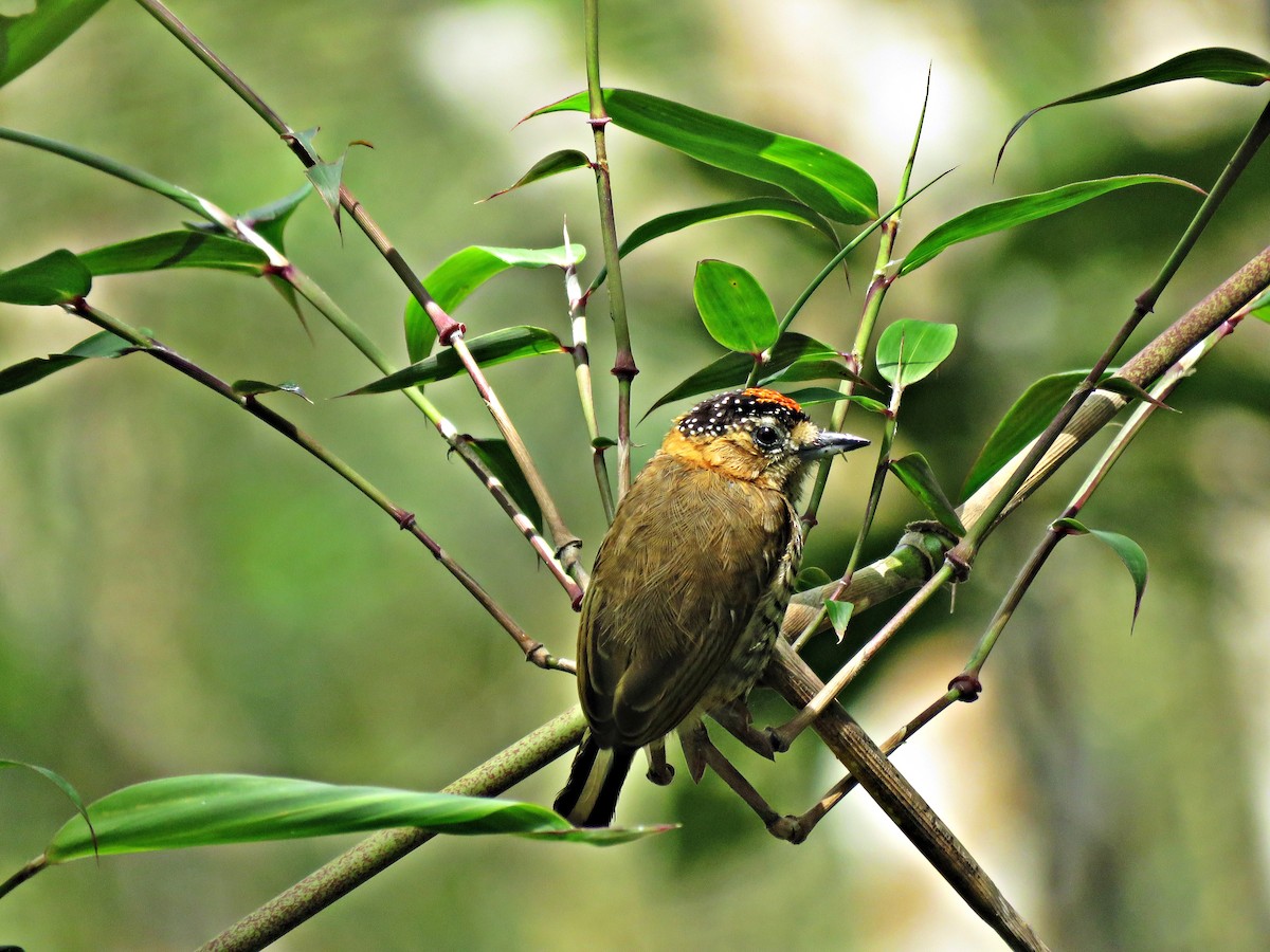 Ochre-collared Piculet - ML614201807