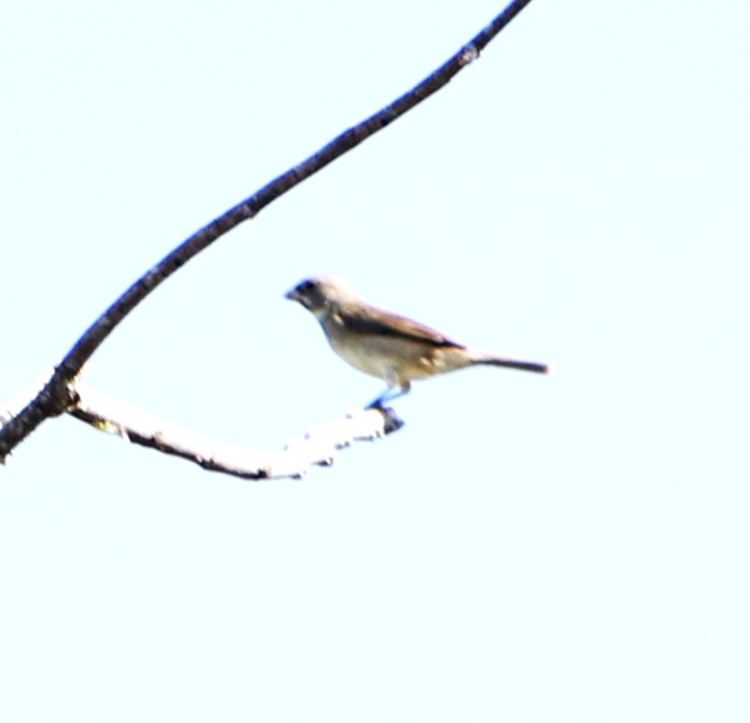 Double-collared Seedeater - ML614201820