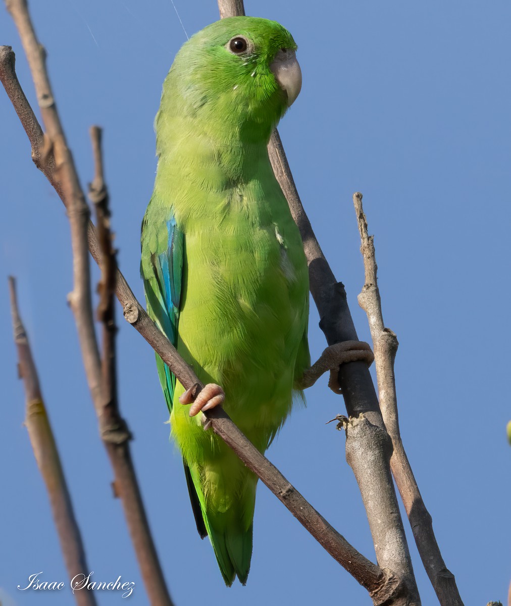 Turquoise-winged Parrotlet - ML614201835