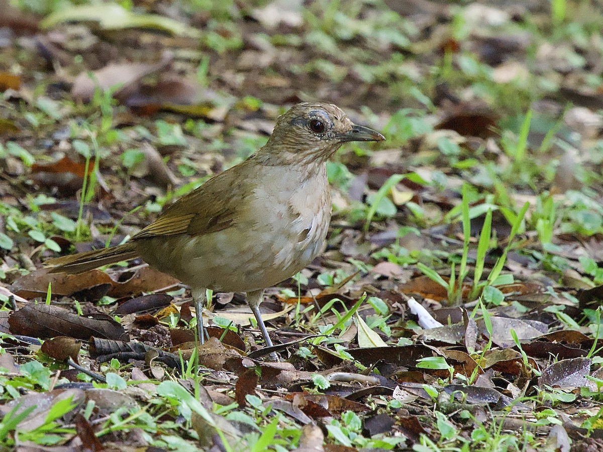 Pale-breasted Thrush - ML614201886
