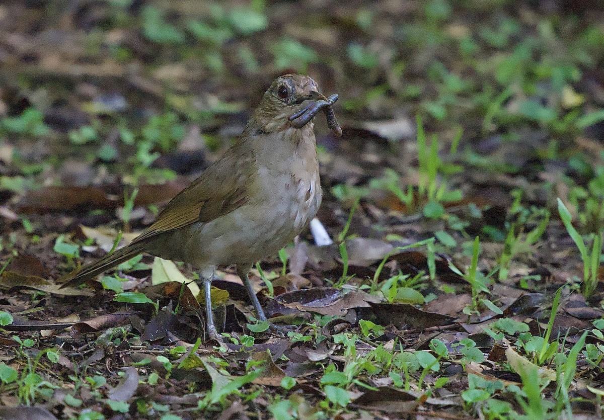 Pale-breasted Thrush - ML614201887